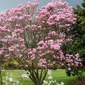 Magnolia x soulangeana